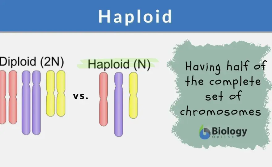 Haploid erklärt - warum Keimzellen 23 Chromosomen haben