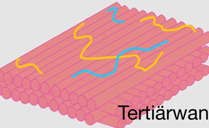 Zellwand erklärt - Aufbau, Aufgaben und Unterschiede