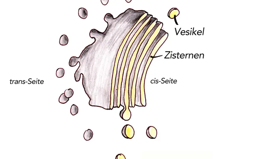 Golgi-Apparat erklärt - Aufbau, Aufgaben und Zelltransport