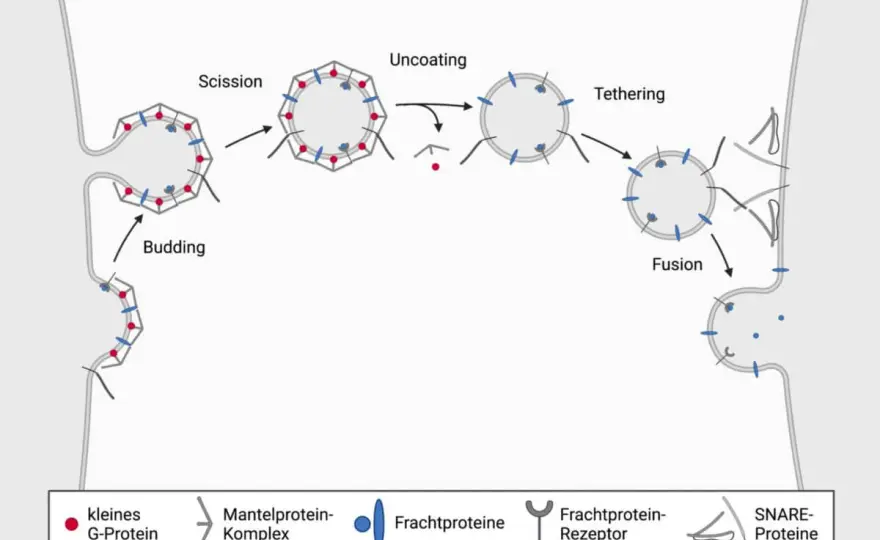 Vesikel - Funktion, Transport und Exozytose einfach erklärt