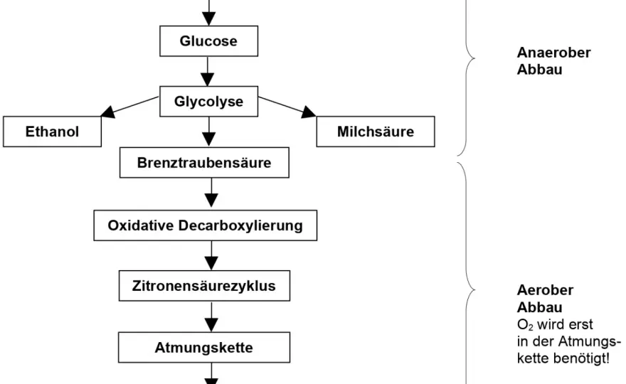 Innere Atmung erklärt - so gewinnt die Zelle Energie
