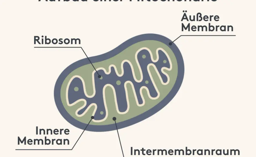 Aufbau der Mitochondrien - so entsteht Zellenergie