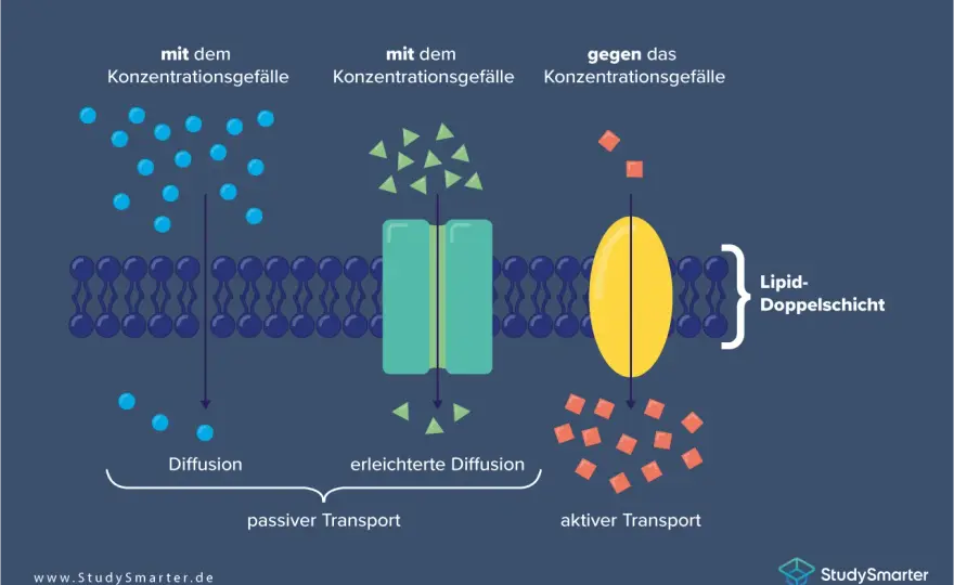 Zellmembran erklärt - Aufbau, Transport und wichtige Aufgaben