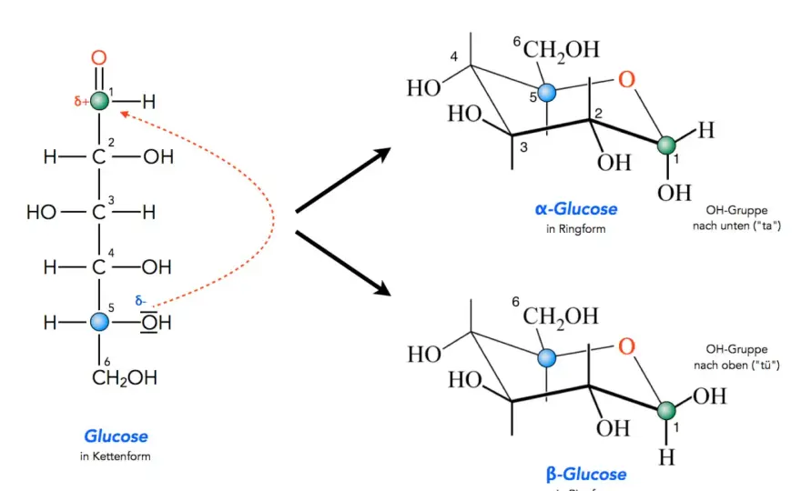 α-D-Glucose erklärt - Struktur, Mutarotation und Stärke