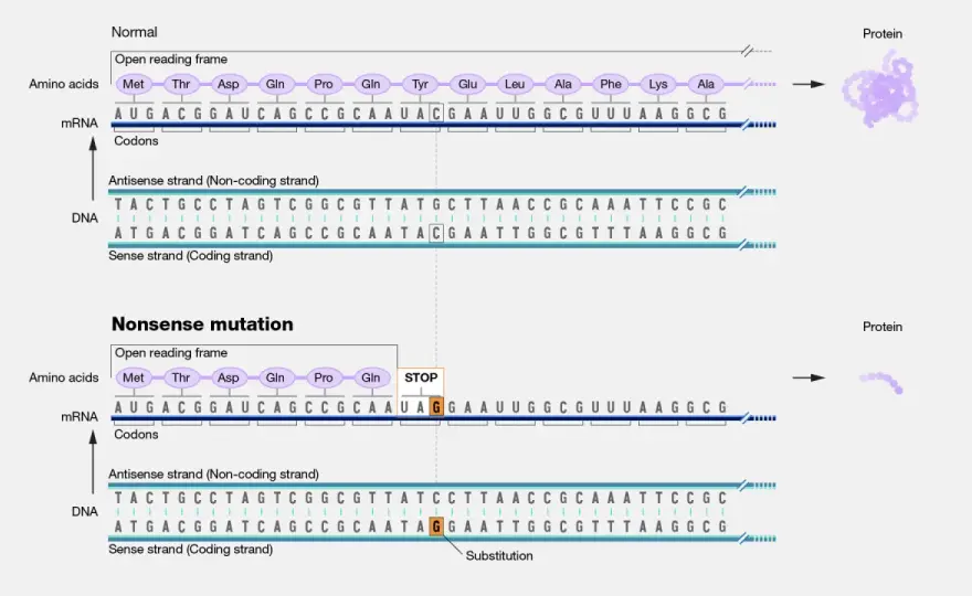 Nonsense-Mutation verstehen - vorzeitiges Stoppcodon erklärt