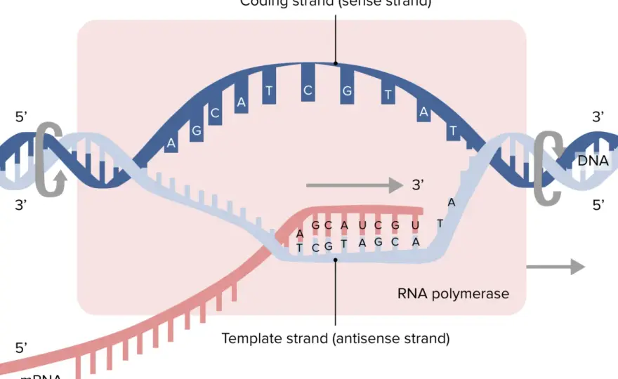 DNA-Transkription verstehen - von der DNA zur mRNA
