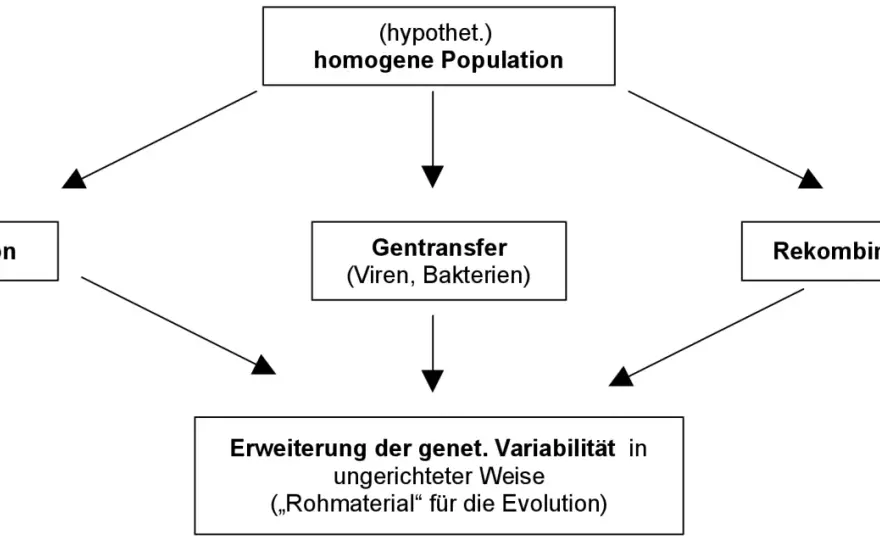 Synthetische Evolutionstheorie verständlich erklärt