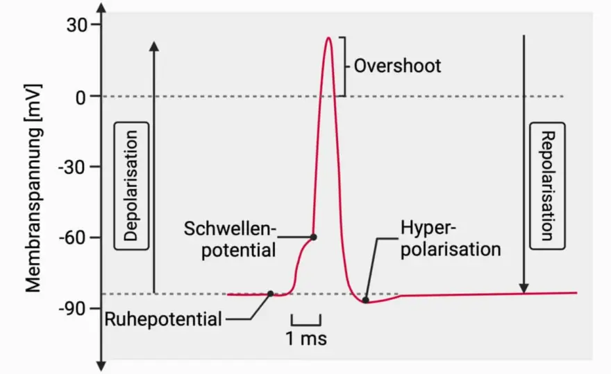 Aktionspotential verstehen - so entsteht der Nervenimpuls