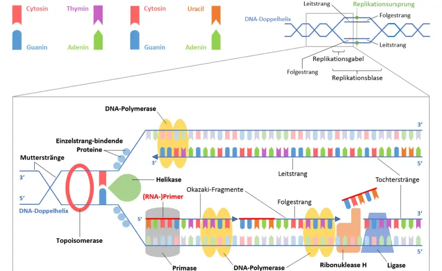 DNA-Replikation einfach erklärt - Ablauf und Enzyme