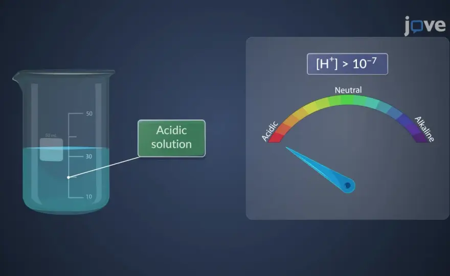 Autoprotolyse des Wassers erklärt - pH, Kw und Neutralität