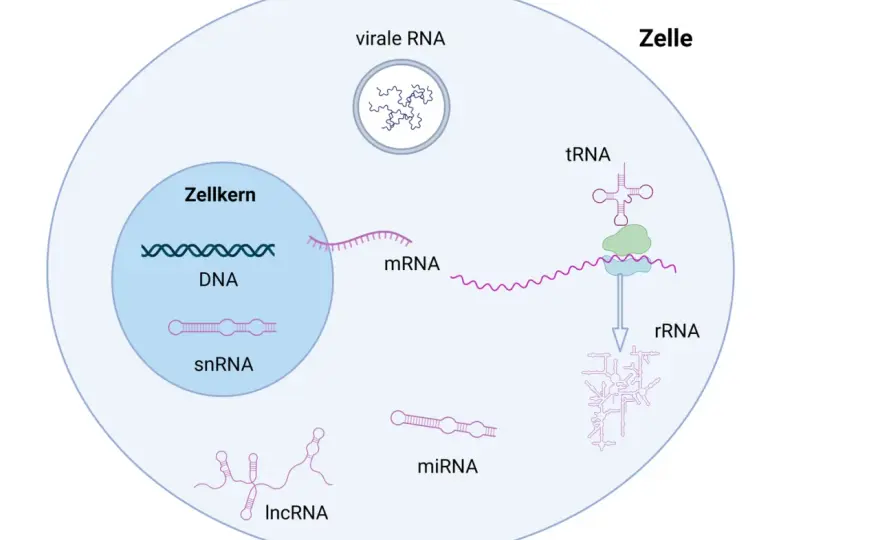 RNA verständlich erklärt - Aufbau, Arten und DNA-Vergleich