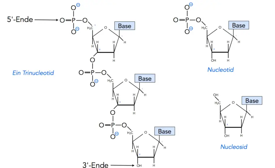 DNA-Aufbau erklärt - von Nukleotiden zur Doppelhelix