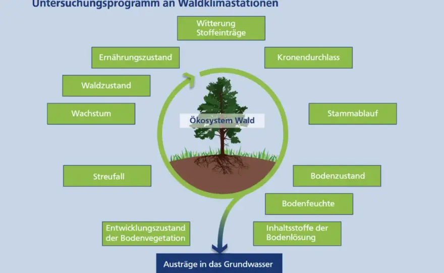 Stoffkreislauf im Wald - so bleibt der Boden fruchtbar