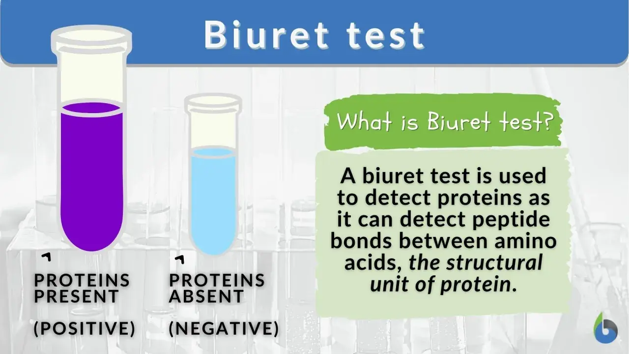 Biuret-Reaktion: Lila Flüssigkeit zeigt Proteine an (positiv), blaue Flüssigkeit zeigt keine Proteine (negativ).