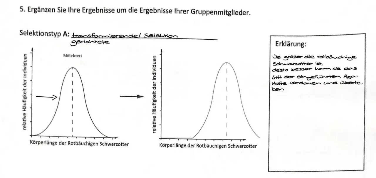 Diagramm zeigt transformierende Selektion bei Schwarzottern. Größere Tiere haben höhere reproduktive Fitness, da sie Aga-Kröten besser verdauen.