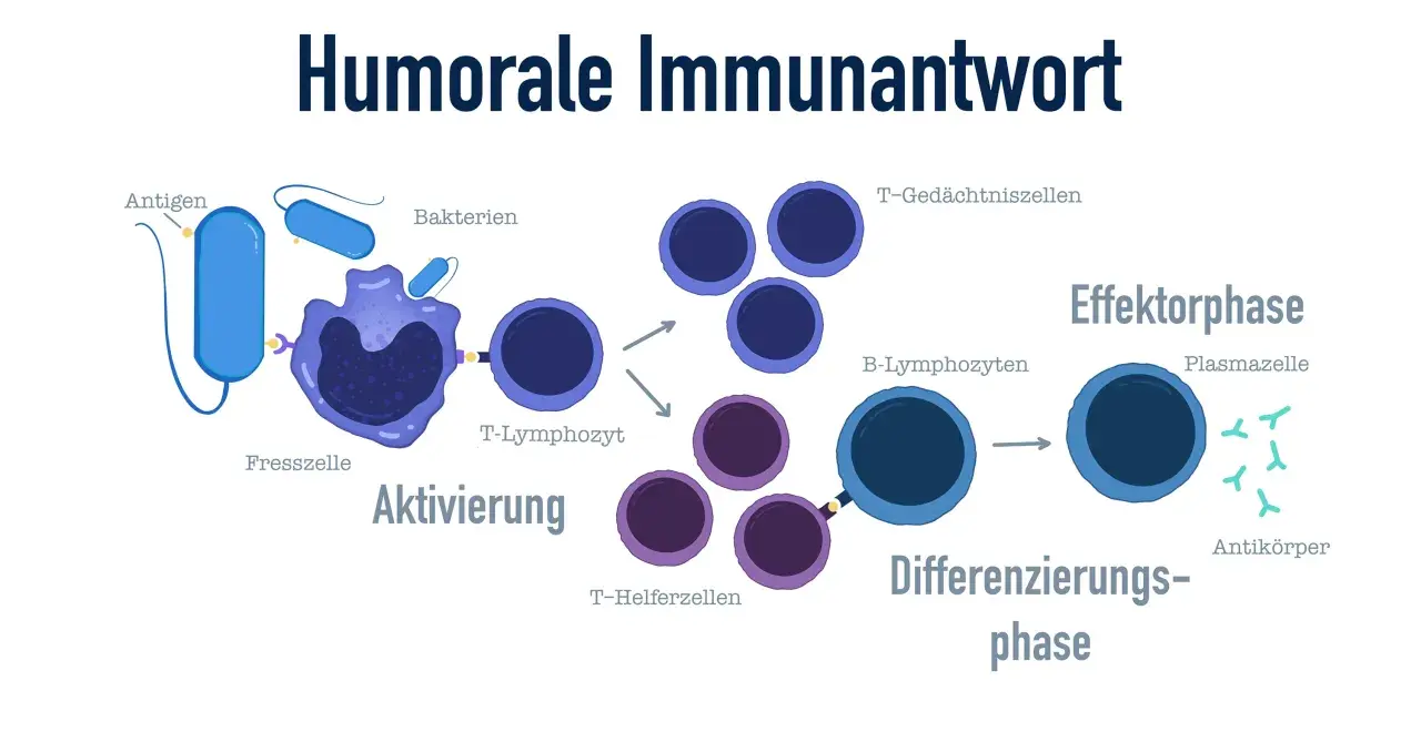 Schema der humorale Immunantwort: Fresszelle erkennt Antigen, aktiviert T-Lymphozyten und B-Lymphozyten. B-Zellen differenzieren zu Plasmazellen, die Antikörper produzieren.