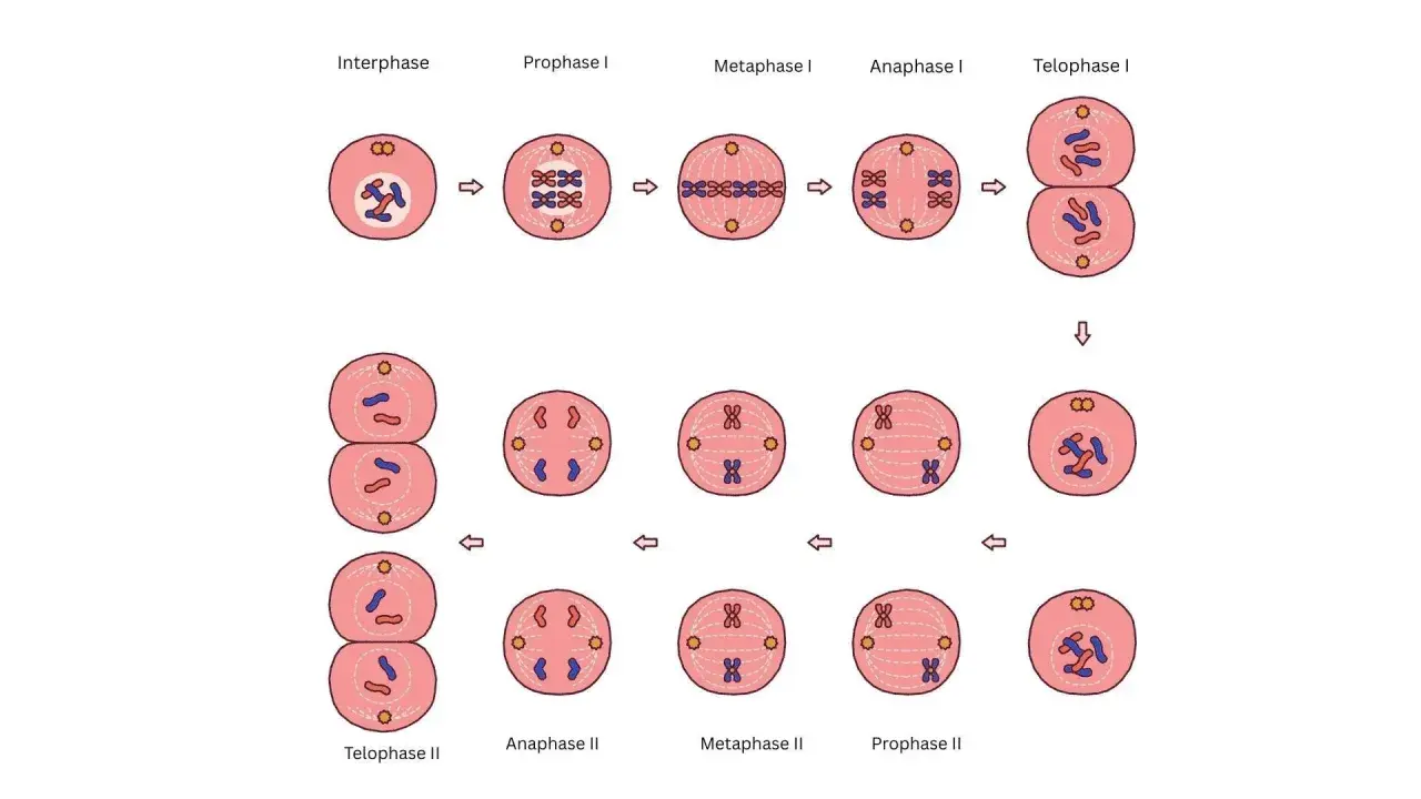 Der **Meiose Ablauf** in schematischen Darstellungen: Chromosomen ordnen sich, trennen sich und teilen sich in zwei Schritten, um vier Tochterzellen zu bilden.