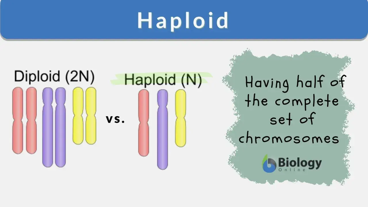Vergleich von diploiden (2N) und haploiden (N) Chromosomensätzen. Ein haploider Chromosomensatz hat die Hälfte der vollständigen Chromosomen.