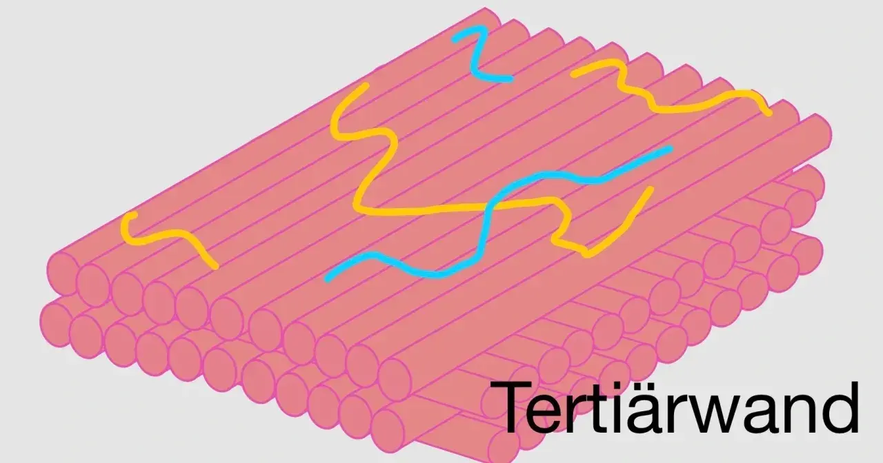 Struktur der Zellwand mit gelben und blauen Linien, die ihre Funktion symbolisieren.
