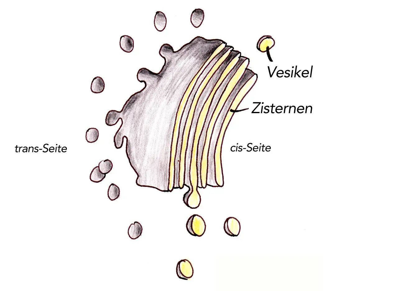 Der Golgi-Apparat mit Zisternen, Vesikeln und cis/trans-Seiten. Seine Funktion ist die Modifikation, Sortierung und Verpackung von Proteinen und Lipiden.