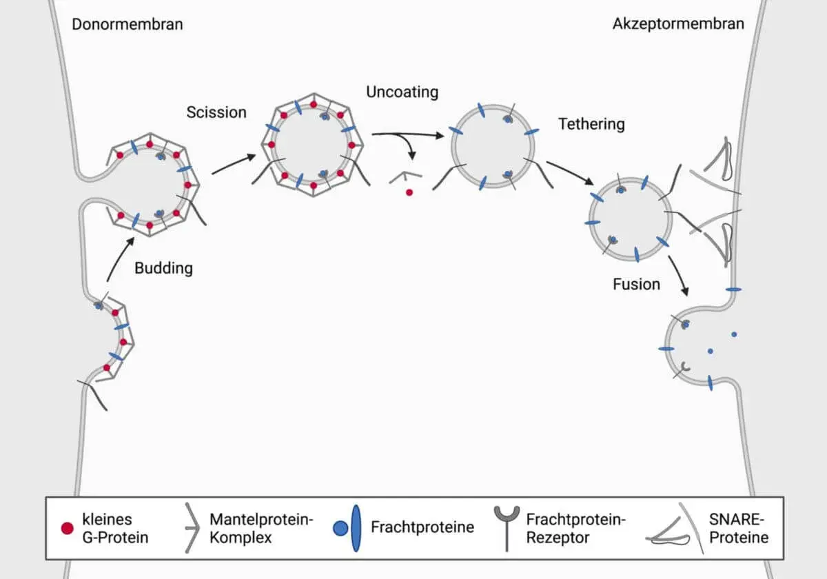 Schema zeigt die Vesikel-Funktion: Knospung, Abschnürung, Entmantelung, Anheftung und Fusion von Vesikeln zur Membran.