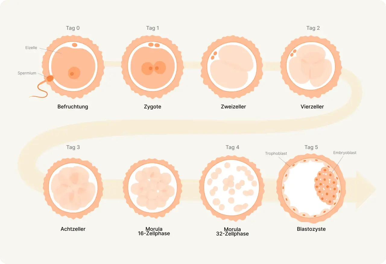 Die Abbildung zeigt die **Phasen der Befruchtung** und frühen Embryonalentwicklung: von der Befruchtung über Zygote, Zweizeller, Vierzeller, Achtzeller, Morula bis zur Blastozyste.