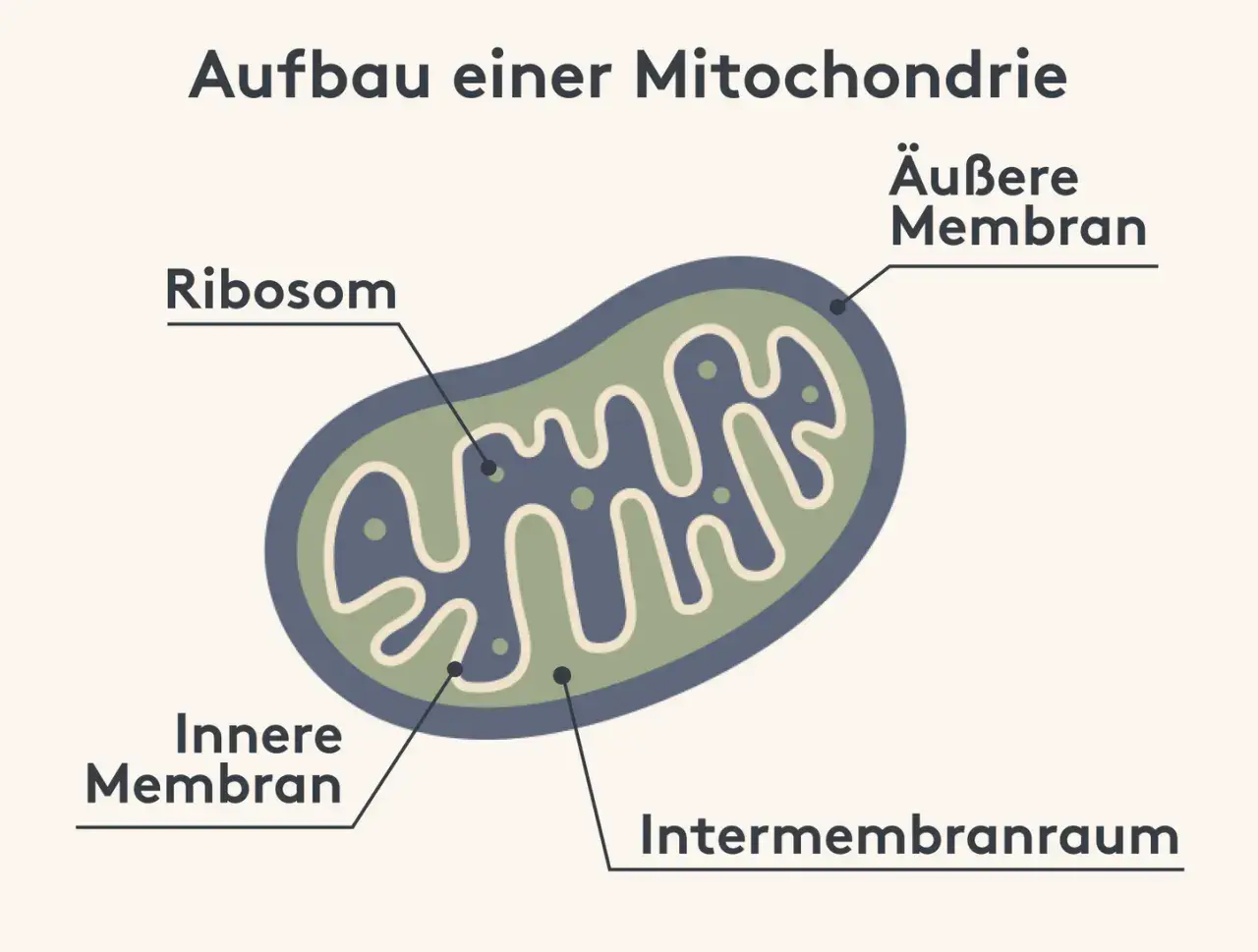 Schema des **Mitochondrien Aufbaus**: Äußere und innere Membran, Intermembranraum und Ribosomen sind beschriftet.