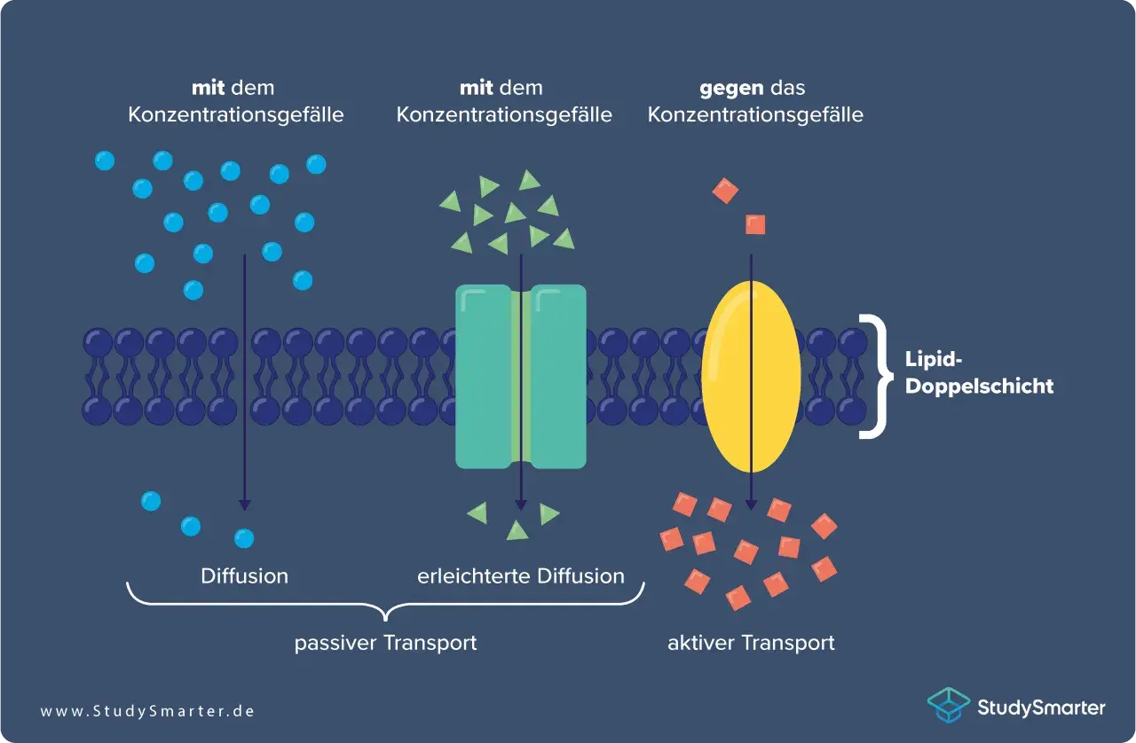 Die Zellmembran zeigt die Funktion von Transportprozessen: Diffusion, erleichterte Diffusion und aktiver Transport, die alle die Zellmembran durchqueren.