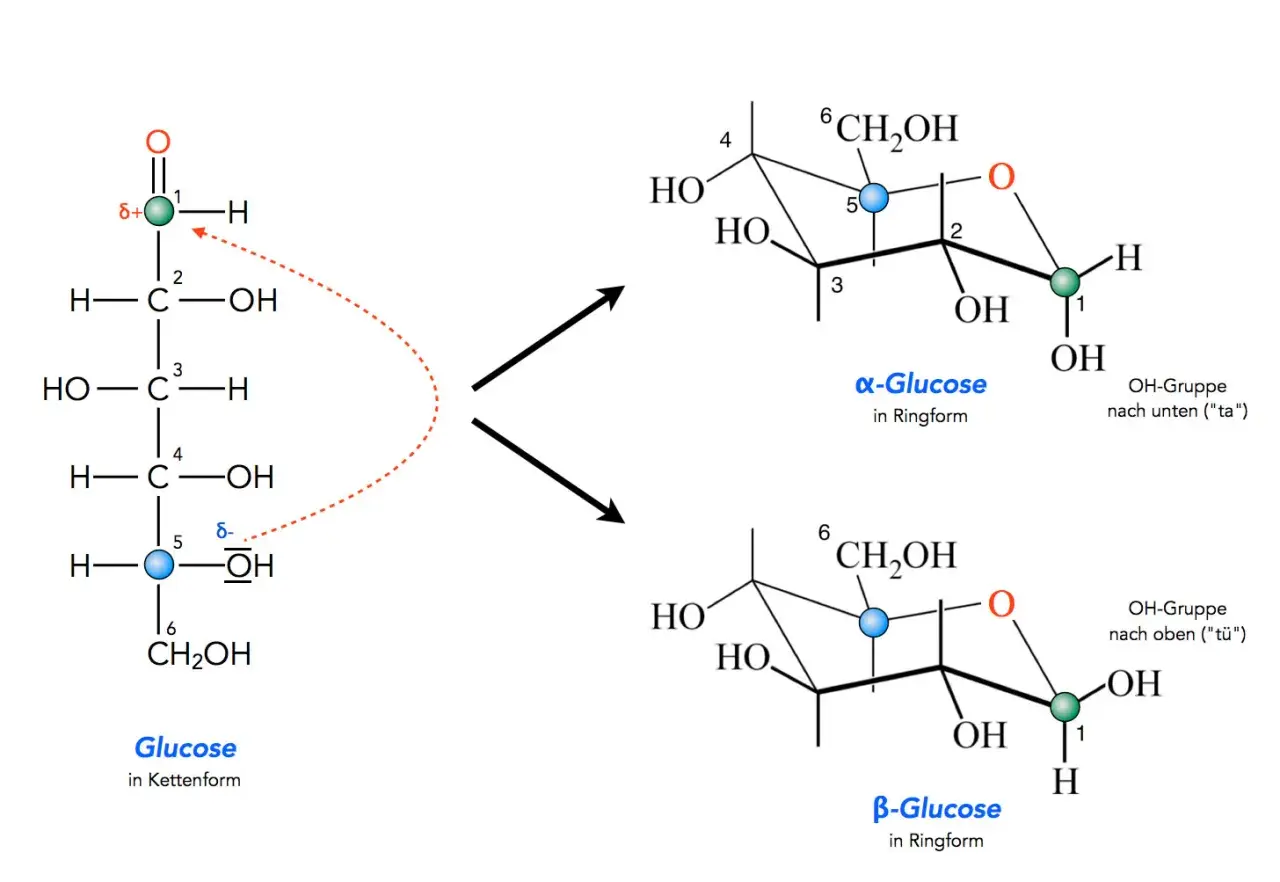 Die Umwandlung von Glucose in Kettenform zu α-Glucose und β-Glucose in Ringform.