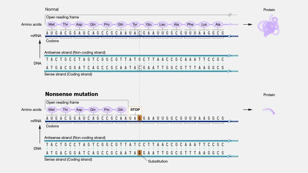 Normaler Proteinaufbau vs. verkürztes Protein durch eine Nonsense-Mutation, die ein Stoppsignal einführt.