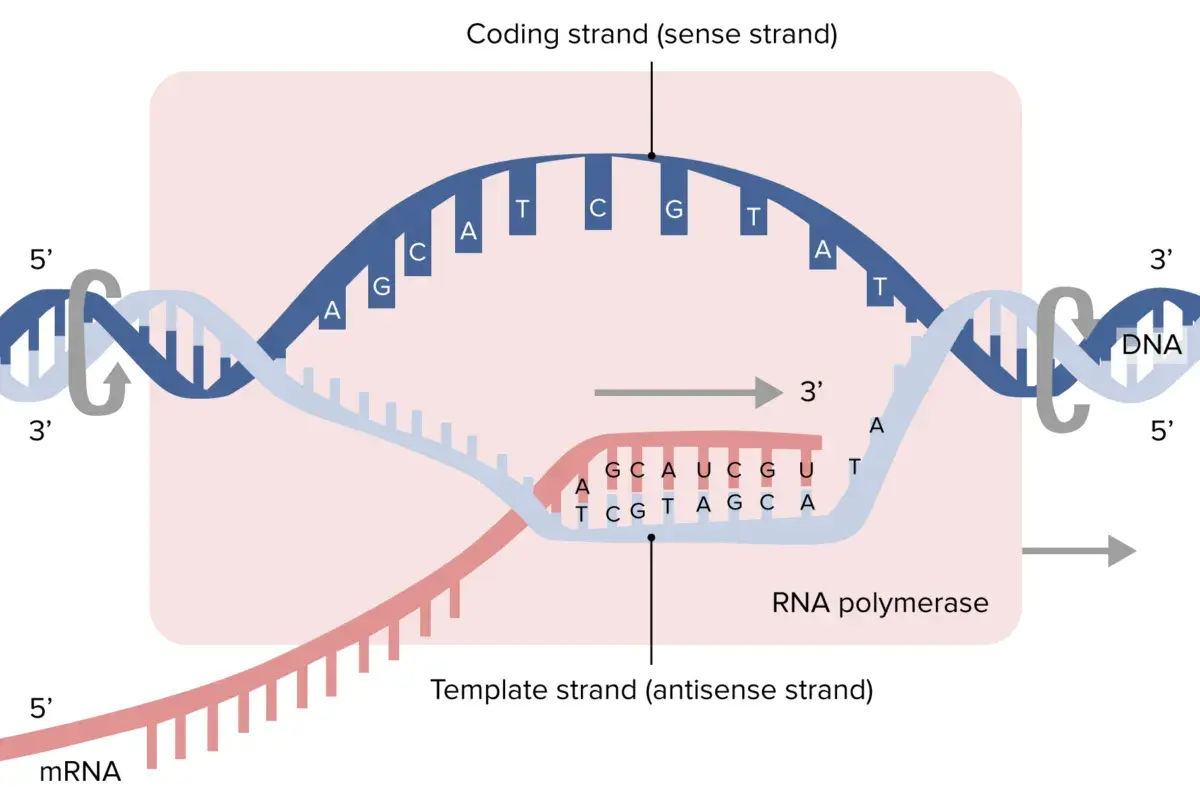 Der Prozess der **DNA-Transkription**: RNA-Polymerase liest die Matrizen-DNA, um mRNA zu synthetisieren.
