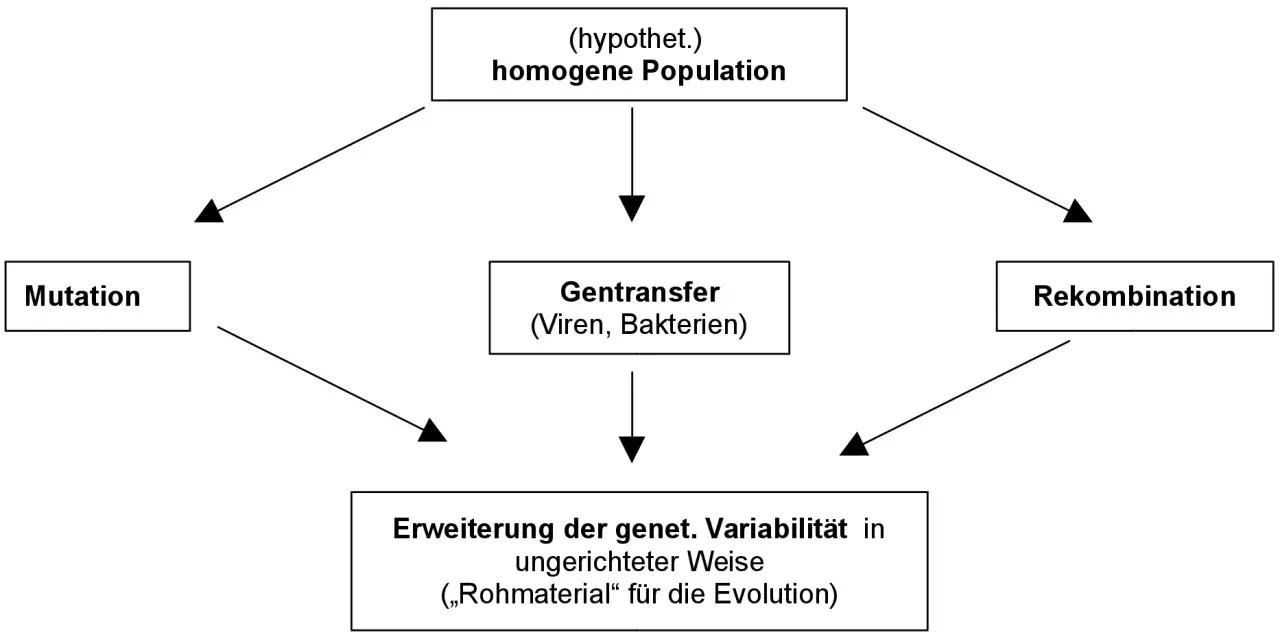 Schema zur synthetischen Evolutionstheorie: Mutation, Gentransfer und Rekombination erweitern genetische Variabilität als Rohmaterial für die Evolution.