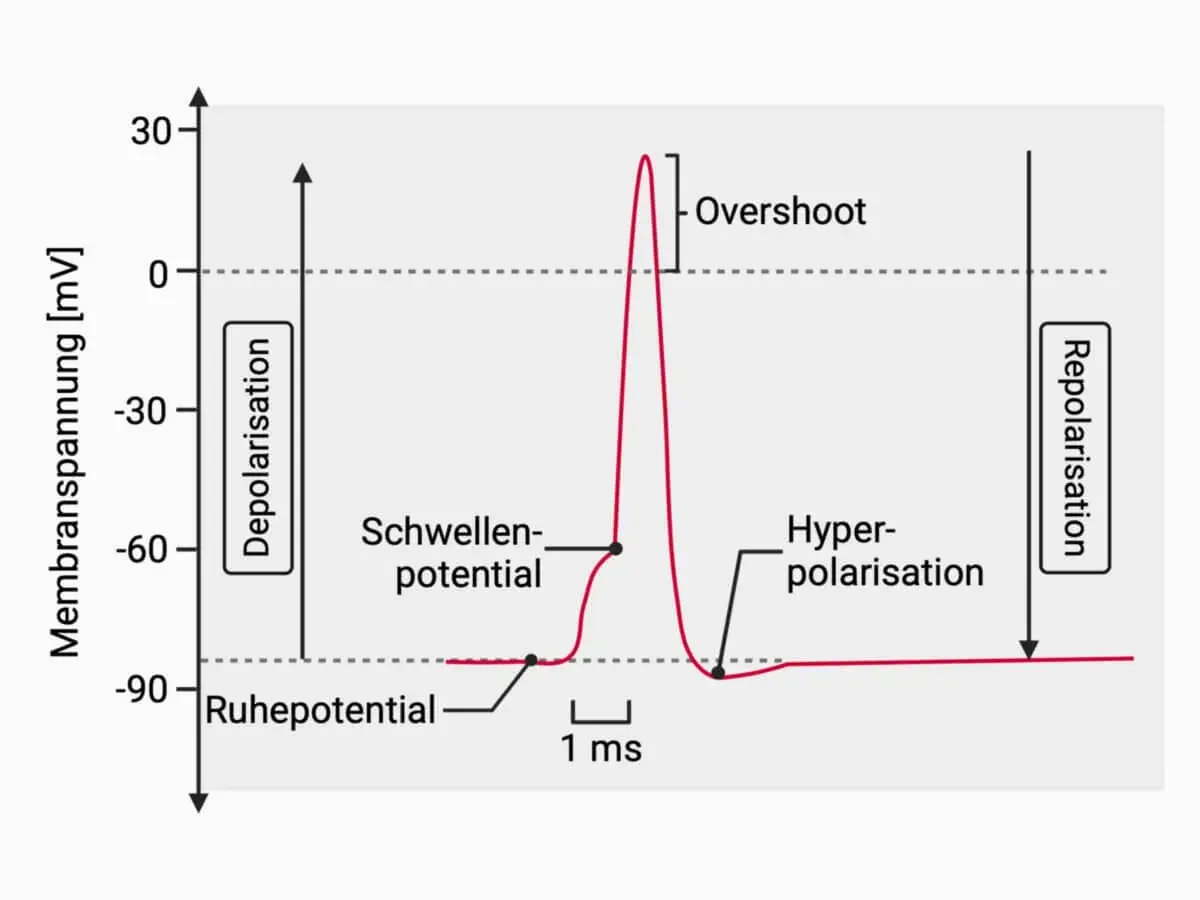 Diagramm zeigt den Aktionspotential einer Nervenzelle: Ruhepotential, Depolarisation, Schwellenpotential, Overshoot, Repolarisation und Hyperpolarisation.
