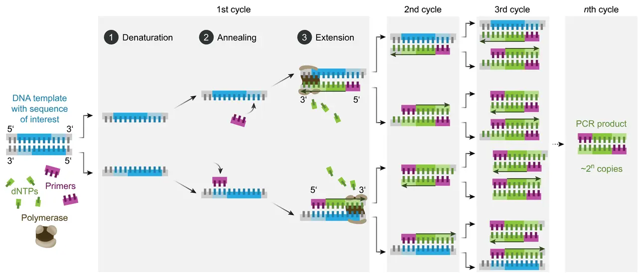 Schema der **Polymerase-Kettenreaktion** (PCR): DNA-Denaturierung, Primer-Anlagerung und Elongation vervielfältigen DNA-Fragmente.