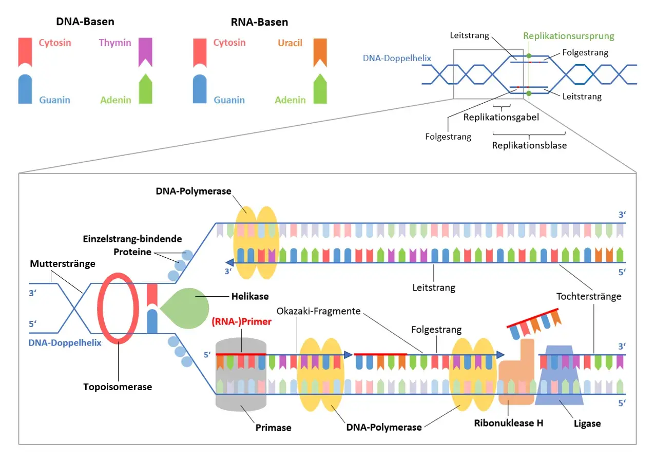 Der **DNA-Replikationsablauf** zeigt, wie die DNA-Doppelhelix entwirrt und neue Stränge synthetisiert werden. Enzyme wie Helikase und DNA-Polymerase sind beteiligt.