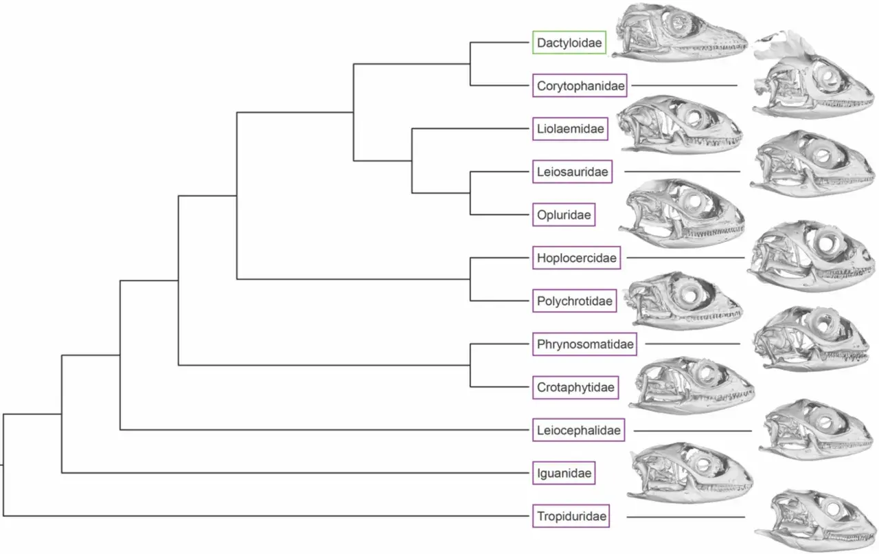 Stammbaum zeigt adaptive radiation deutsch bei Echsenfamilien mit Schädelbildern.
