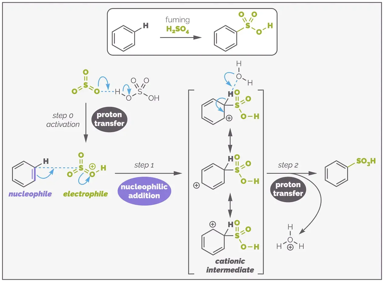 Mechanismus der elektrophilen Substitution: Benzol reagiert mit Schwefelsäure unter Bildung eines kationischen Intermediats, gefolgt von Protonentransfer.