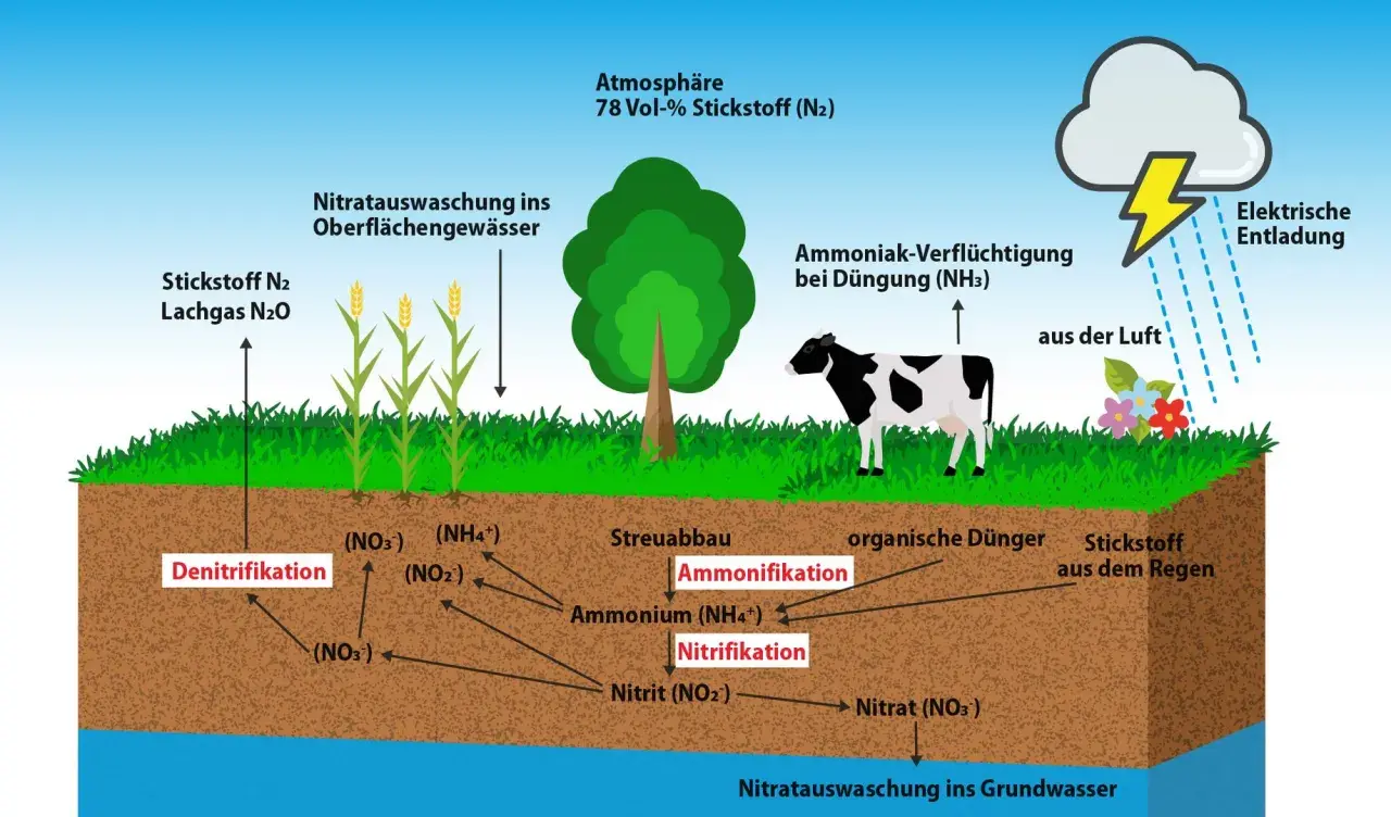 Der Stickstoffkreislauf: 78% der Atmosphäre ist Stickstoff (N2). Er wird in der Landwirtschaft genutzt, z.B. durch Düngung, und durchläuft Prozesse wie Nitrifikation und Denitrifikation.