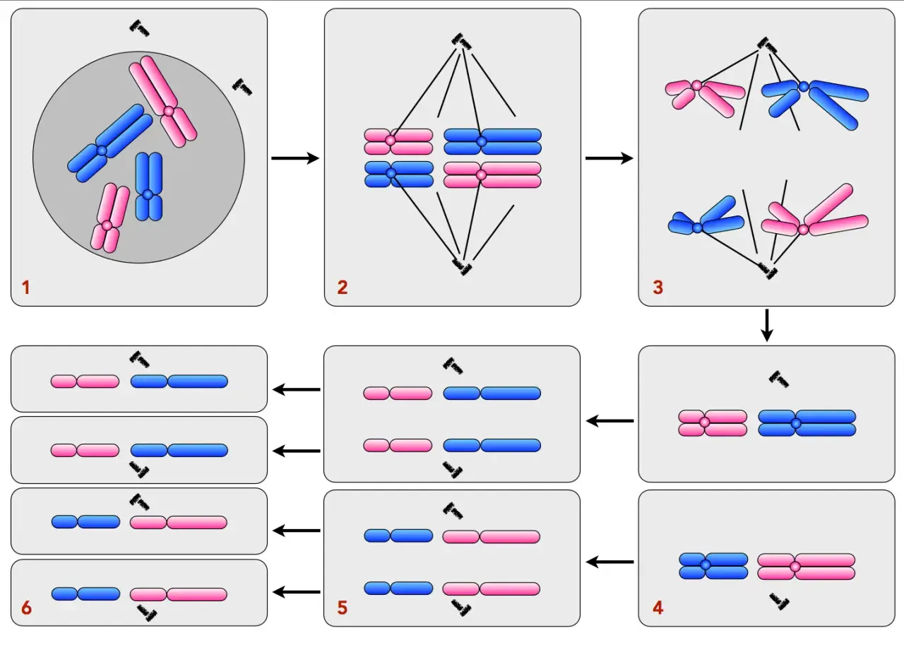 Schema zeigt die Schritte der Spermatogenese und Oogenese: Chromosomenpaare ordnen sich an, trennen sich und teilen sich, um Gameten zu bilden.