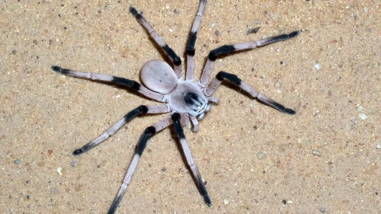 Eine helle Spinne mit schwarzen Beinsegmenten auf Sand. Ob Spinnen ein Herz haben, bleibt ein Rätsel, doch diese hier scheint es zu haben.