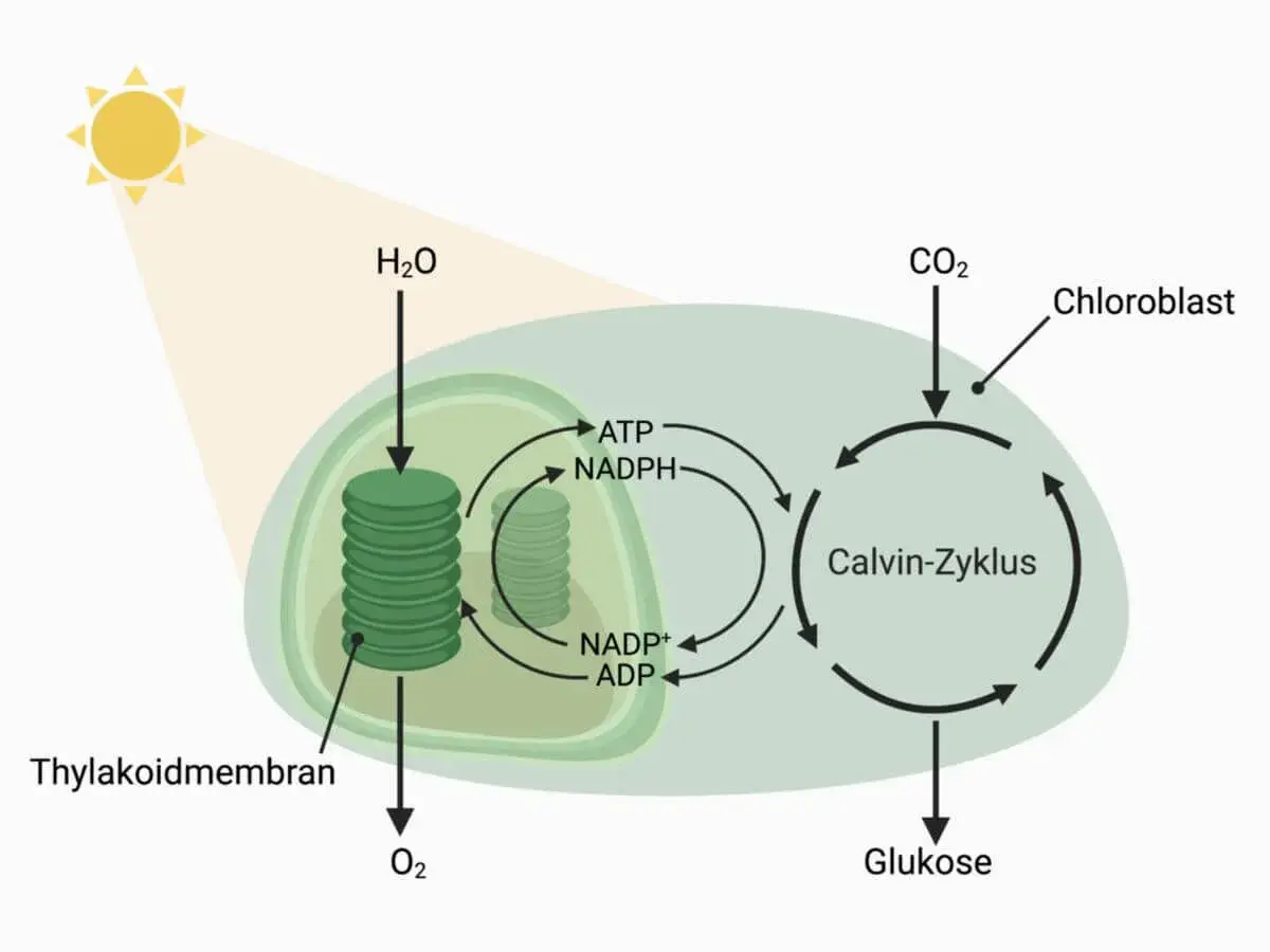 Schema der Photosynthese im Chloroplasten: Licht, H₂O und CO₂ sind Einflussfaktoren. Thylakoidmembran und Calvin-Zyklus wandeln sie in Glukose um.