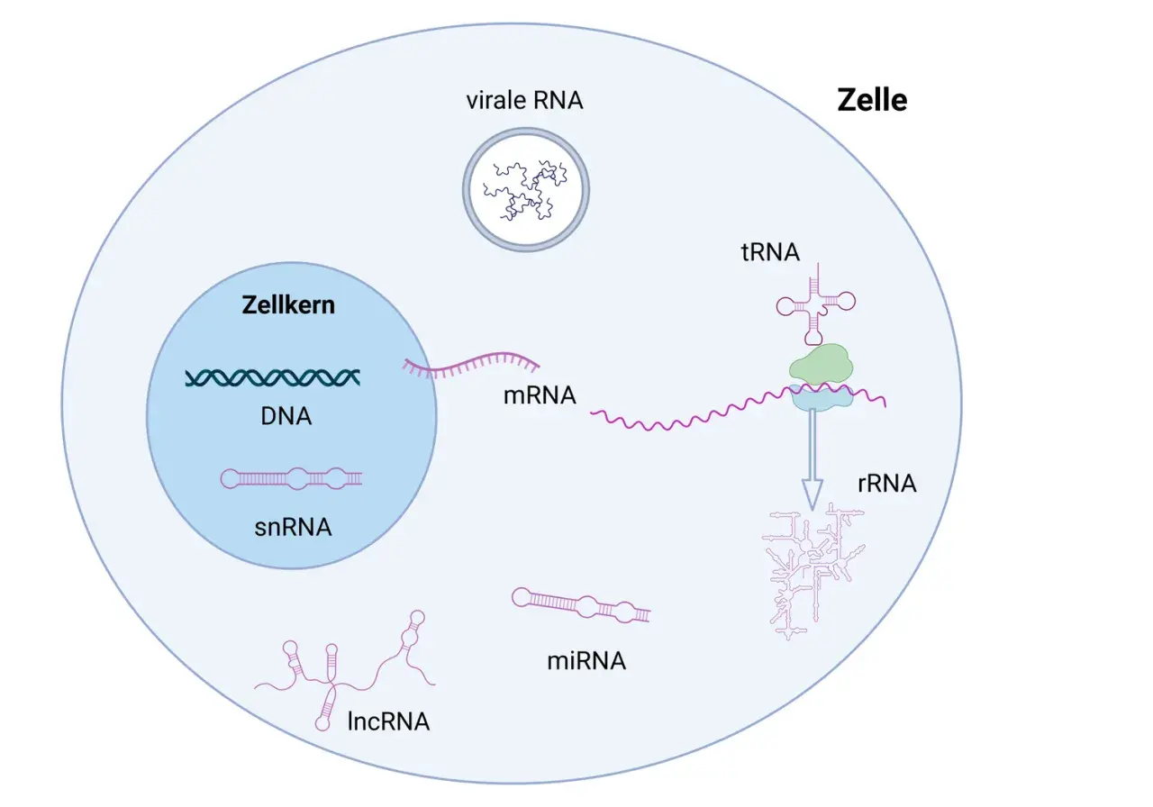 Zelle mit DNA im Zellkern, mRNA, tRNA, rRNA, snRNA, miRNA, lncRNA und viraler RNA. RNA ist ein Molekül, das viele Funktionen in der Zelle hat.