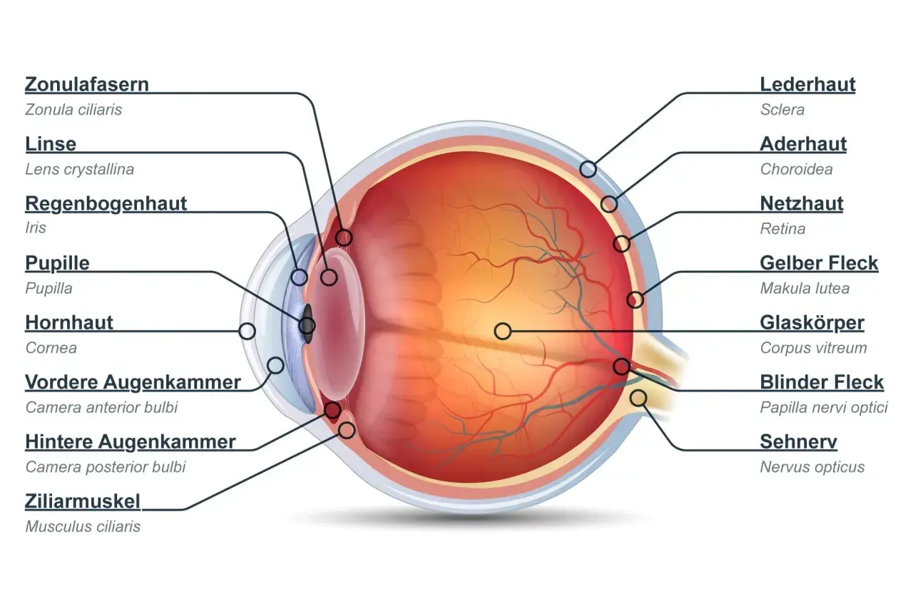 Schnitt durch das Auge mit Beschriftung der einzelnen Teile wie Hornhaut, Linse, Pupille, Netzhaut und Sehnerv.