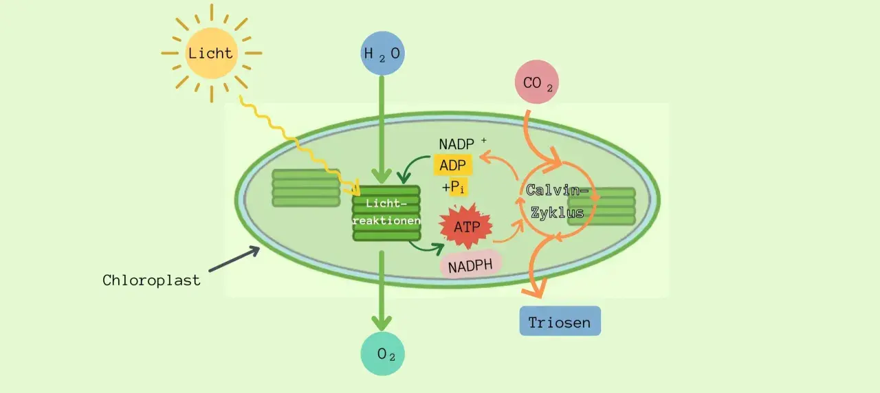 Schema der Zellatmung in Pflanzen: Licht, Wasser und CO2 werden im Chloroplasten zu Sauerstoff und Zucker (Triosen) umgewandelt.