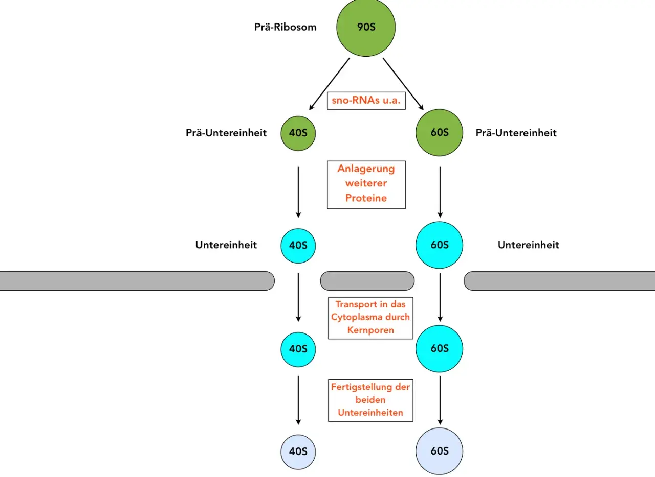 Schema zur Ribosomen Funktion: Prä-Ribosom (90S) zerfällt in 40S und 60S Untereinheiten, die reifen und ins Cytoplasma transportiert werden.