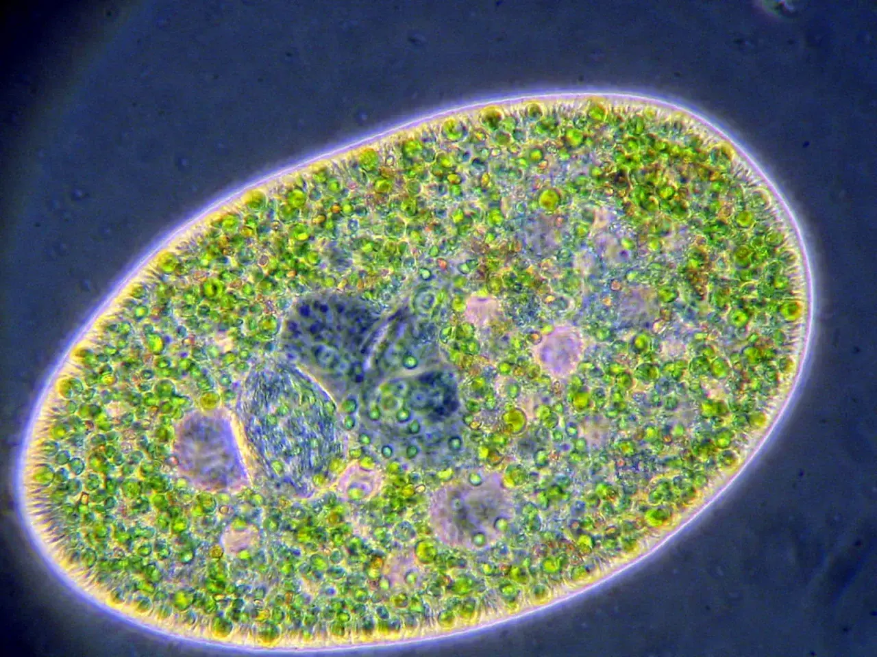 Ein Paramecium, eine einzellige Kreatur, die sich von Algen ernährt. Es ist eine tierzelle, keine pflanzenzelle.