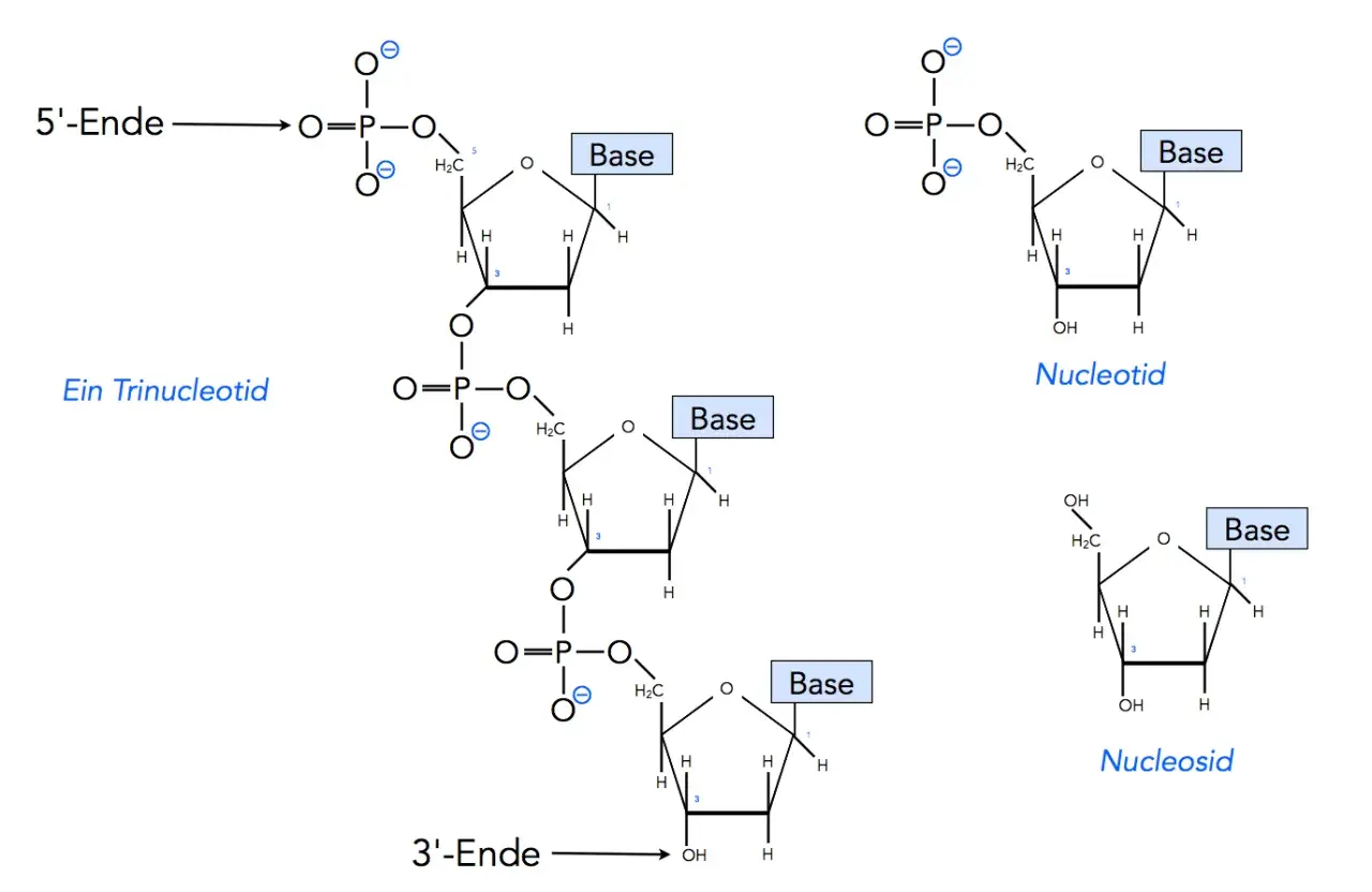 Der Aufbau von DNA: Ein Trinukleotid mit Phosphatgruppen, Zucker und Basen. Daneben sind ein Nukleotid und ein Nukleosid dargestellt.