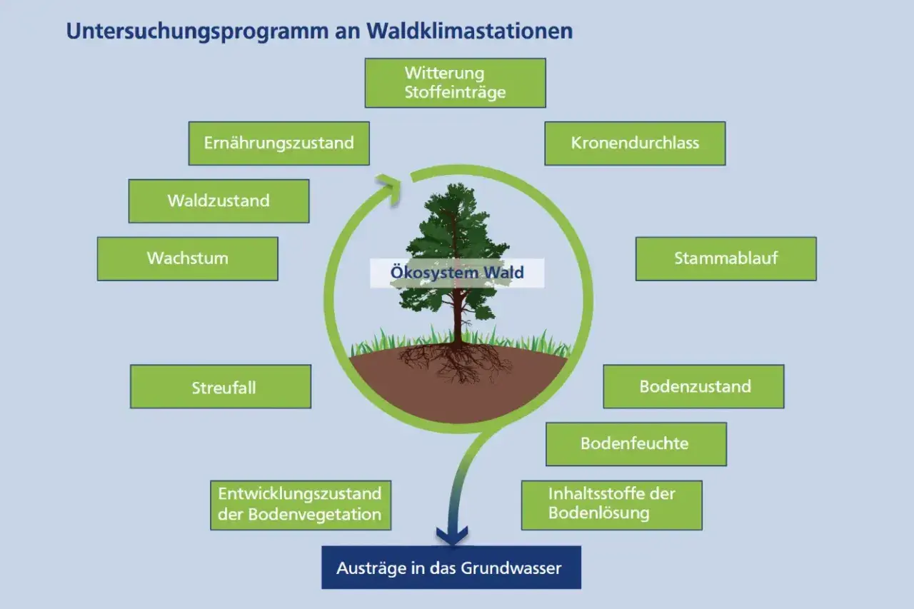Schema des Stoffkreislaufs im Wald: Witterung, Kronendurchlass, Stammablauf, Bodenzustand, Bodenfeuchte, Nährstoffe, Streufall und Waldzustand beeinflussen das Ökosystem Wald.