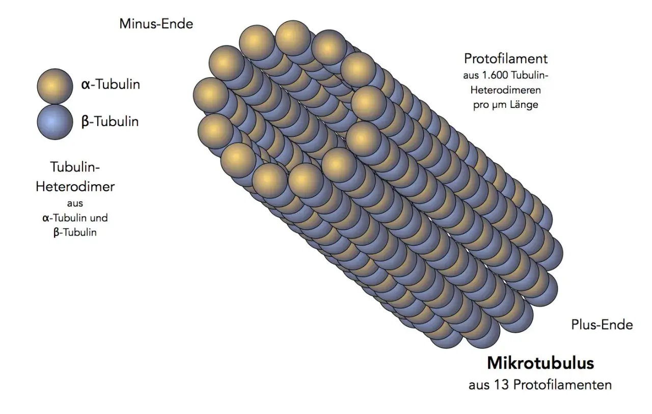 Mikrotubulus aus 13 Protofilamenten, die aus Tubulin-Heterodimeren bestehen. Wichtig für die Cytoskelett-Funktion, Zellform und Transport.