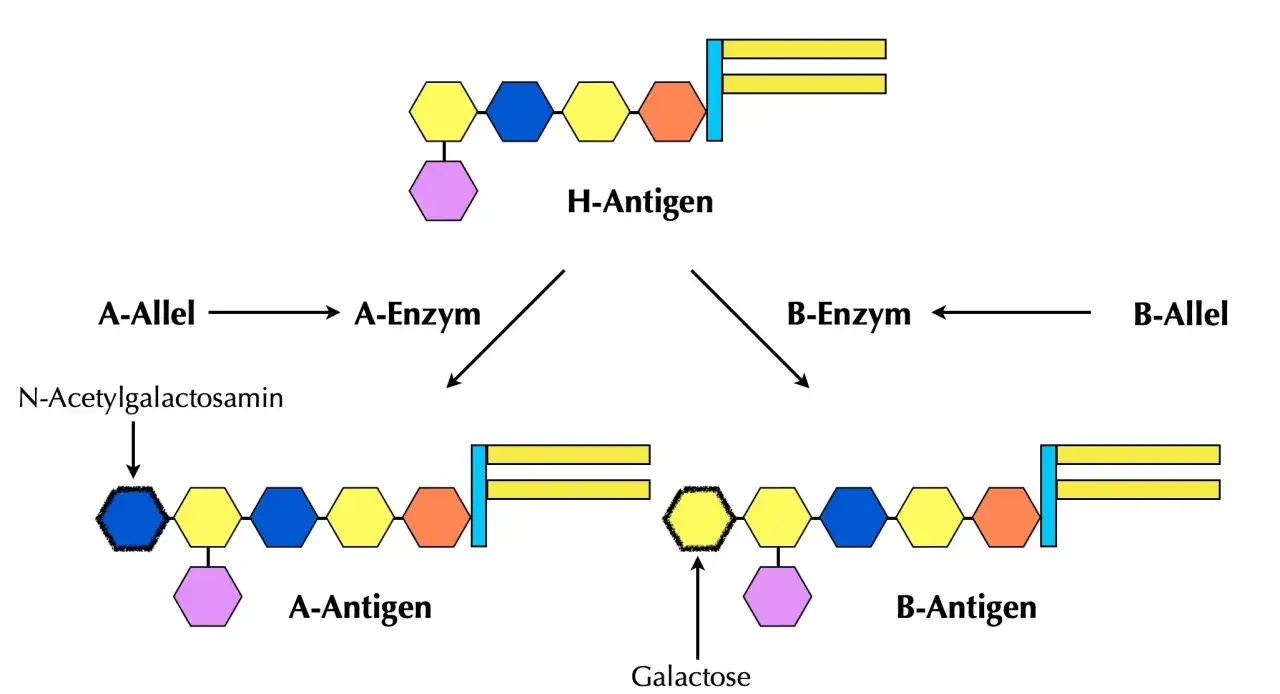Schema zeigt, wie Eltern mit Blutgruppe 0 durch Gene A- oder B-Antigene bilden können.